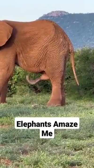 The elephant&rsquo;s penis is not only massive but prehensile and actually full multi-use. They use it to prop themselves up, swat flies from their side and even scratch themselves on their stomach.