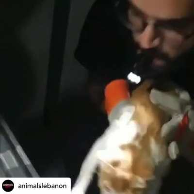 AnimalsLebanon have been working tirelessly since the blasts in Beirut. This is Angel, a cat they rescued. Her owners had been searching for her and she&rsquo;s finally been reunited with them.