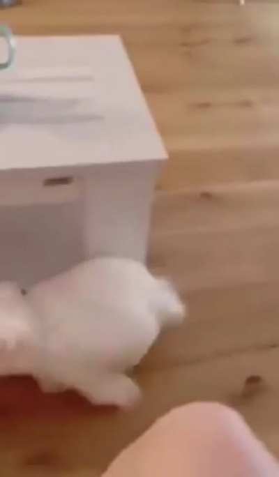 &ldquo;Zoomiesfloof.exe has crashed. Would you like to restart?&rdquo;
