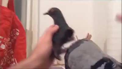 Pigeon!