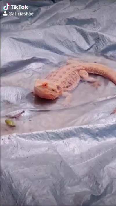 My family's beardie, Zephyr!