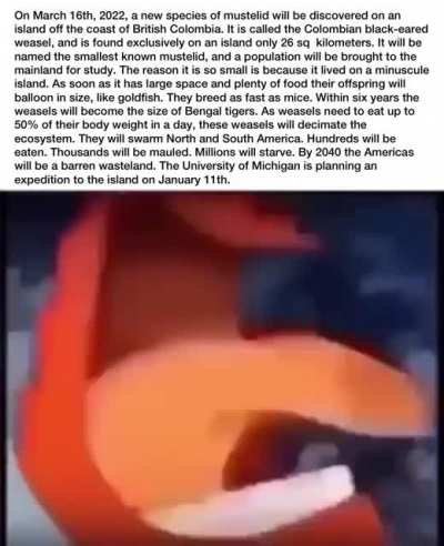 F e r r e t