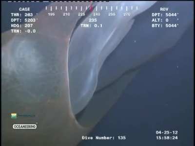 A Sea-Blanket (Deepstaria Enigmatica) Spotted By a ROV.