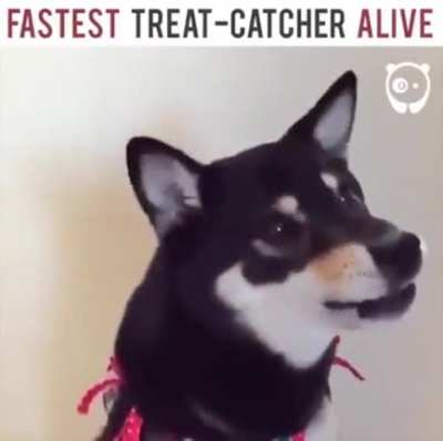 The fastest Snout in the West