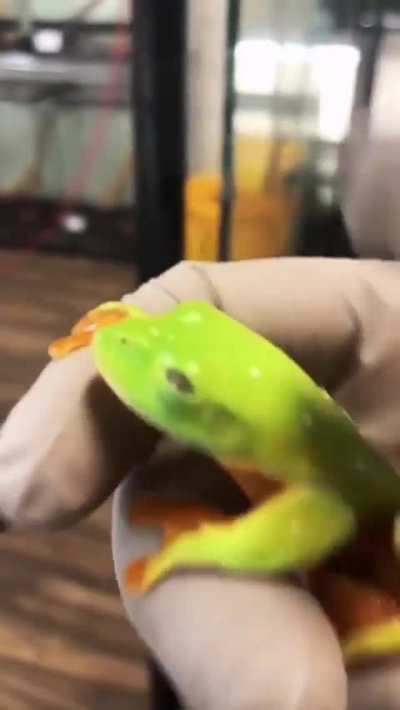 Green frogs often have large black eyes