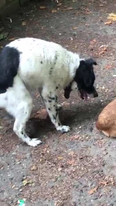 Havayı siken köpek gerçek olamaz