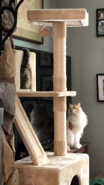 Box Monster Taps, Onlooker Watches In Horror