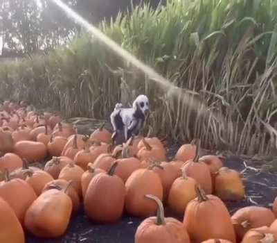 This dog is ready for Halloween