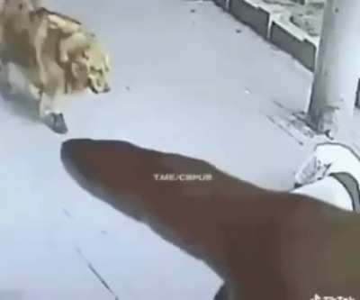 Cat falls on guy's head, dig with shoes comes over to help