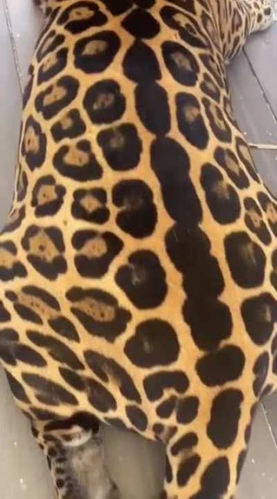 A Jaguar Upclose