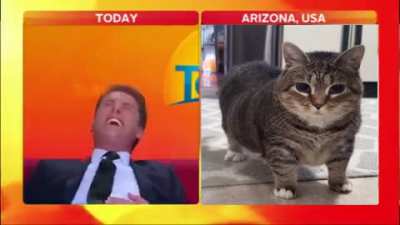 Dude, it's just a cat.