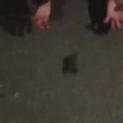 frog