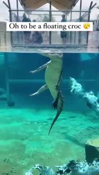 Ayo🐊🐊🐊