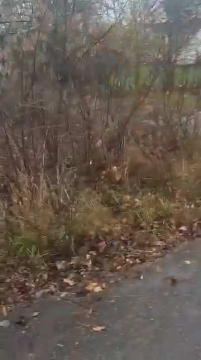 Kid throws a rock at a beehive