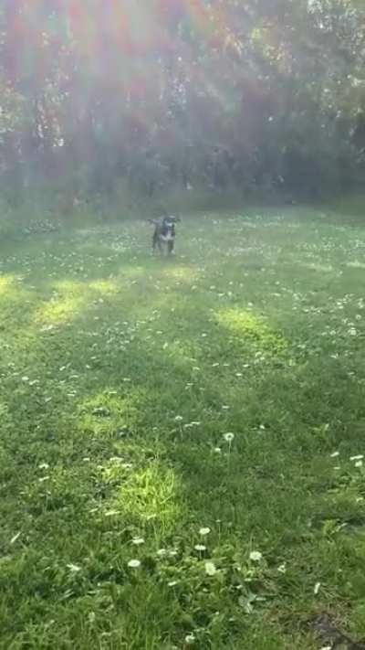 The Happiest walk ever?