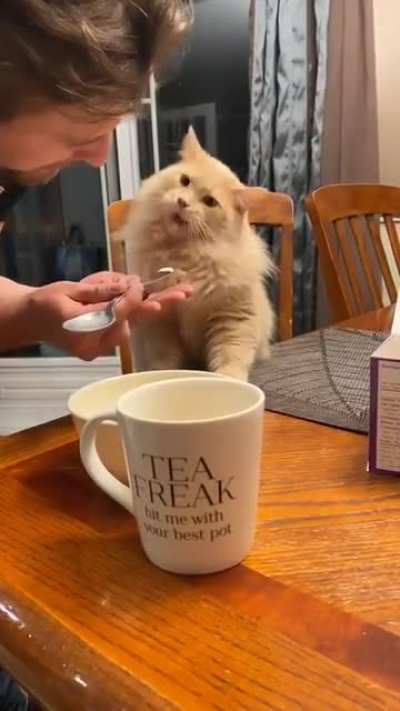 Cat regrets trying ice cream