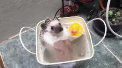 Splish splash