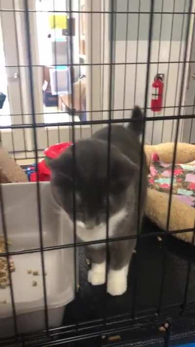 JUSTICE FOR BRAMBLE! He did nothing wrong, was just playing!