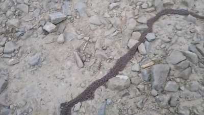 A crawling mass of maggots .