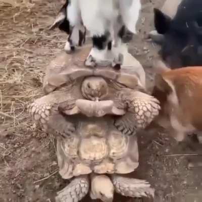 Team cock block