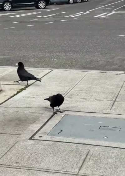 puffy head crow stuffs beak, does muffled caw, makes dippies