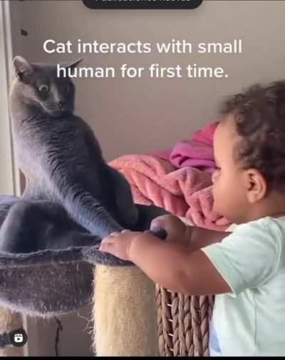 Fun cat