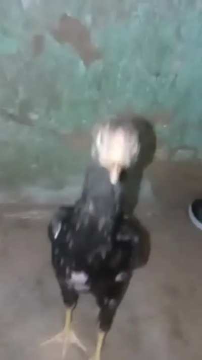 🐓🐓😍😎😎😍