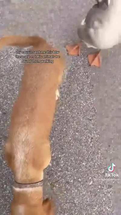 Why did the duck and dog cross the road?