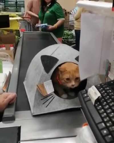 The kitty has chosen