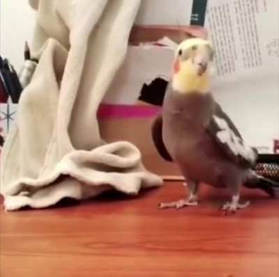 Музыкальный попуг