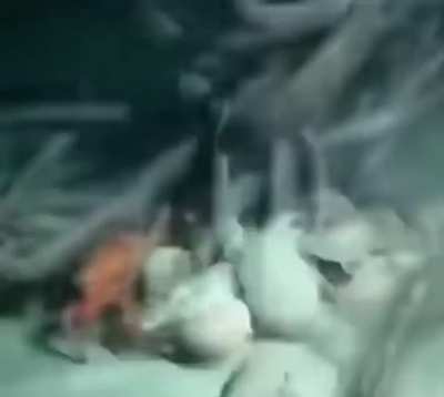 What the fish doin?