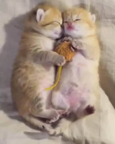 Котики