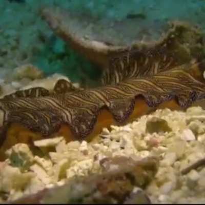 FLAT WORM FRIDAY :D