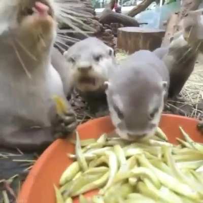 Otters nomming on their dinner