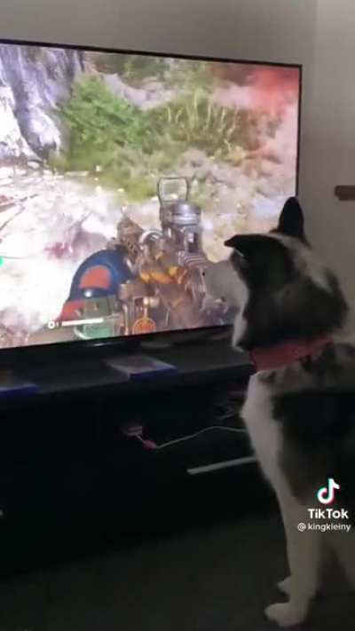 Dog boutta be extra careful now