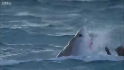 [X-post r/HardcoreNature] Tiger Sharks feasting on Albatross fledglings