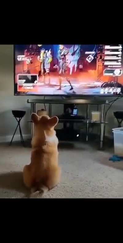 K&ouml;pekler TV izleyebilir ve tepki verebilirler.