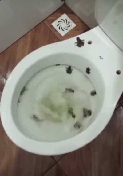 The cursed flush