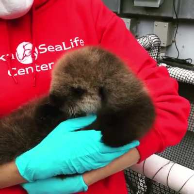 EL2005 has been named Lupine at Alaska Sealife Centre!