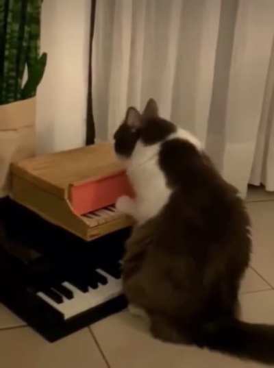 Meowzart
