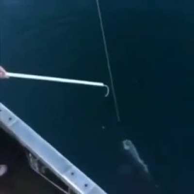 Shoot the fish