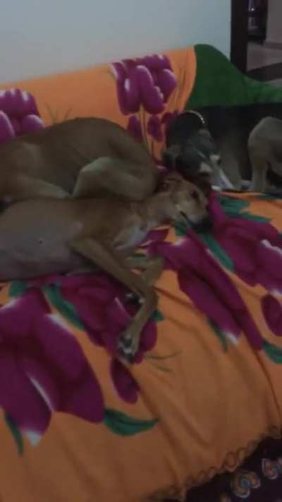 Very tolerant longboye mumma with two very insecure and clingy longboye fosters