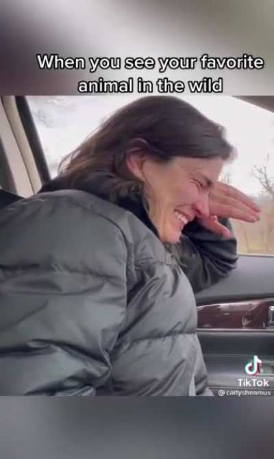Seeing your favorite animal in the wild
