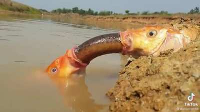 Outta one mouth and into another
