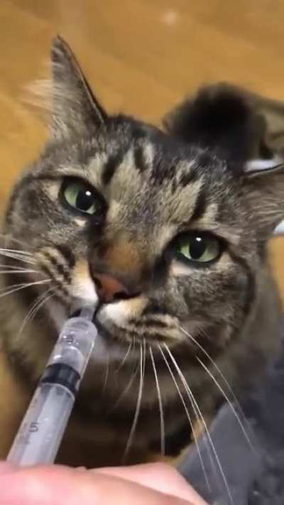 My owner knowingly gave me what I thought was drugs. Can I sue, even if it was just water?