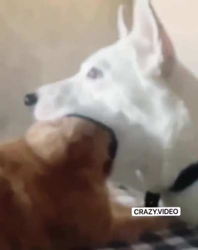 Blursed_dogandcat