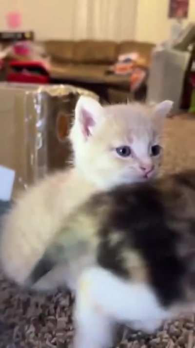 Kittens practicing their rawwwrsss!!