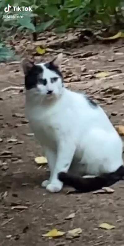 Hitlėr cat