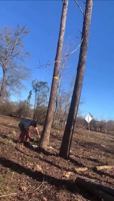 Felling Gone Wrong