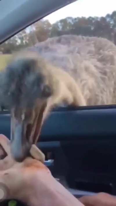 Don't feed the Ostrich~!